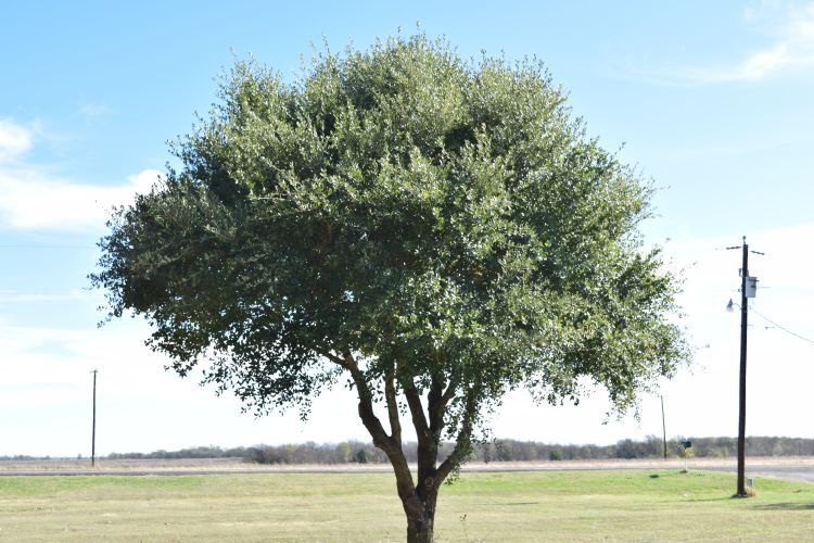 LIve Oak.jpg
